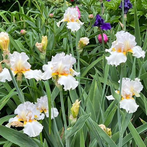 iris de jardín balcón de temprana 6bulbos