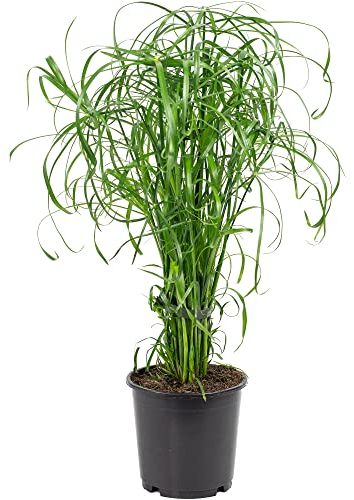 Zyperngras - pflegeleichte Zimmerpflanze, Cyperus alternifolius - Höhe ca. 60 cm, Topf-Ø 14 cm