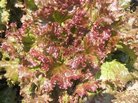 1000 Red Sails Leaf Lettuce Seeds for Planting 2+ Grams of Seeds Non GMO Heirloom Garden Vegetable Survival Baby Greens Bulk