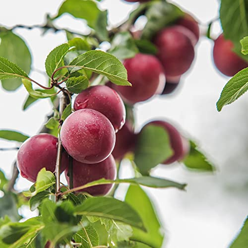 semi di susino - appartamento varietà resistente balcone fresco 12pcs