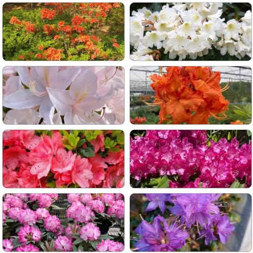 azalea silvestres semillas de jardín semillas de rododendro cortadas prado silvestres, siembra otoño, perenne jardín interior 30pcs