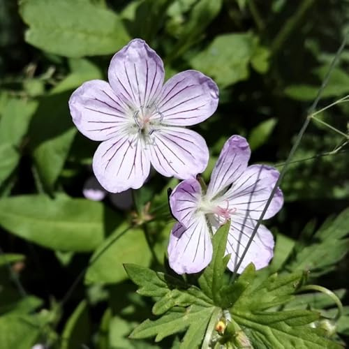 Cranesbill - Geranium wilfordii giardino di semi selvatici, autunno primavera Copertura perenne resistente serre balcone trepadora 250pcs