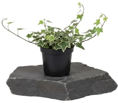 DECOALIVE Hedera Helix Variegata Planta Hiedra común variegada para Decorar Casa Maceta 13 cm de Diámetro Altura 25 cm