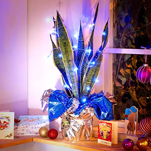 Planta grande para lengua materna en envoltura de regalo con luces de hadas a elegir entre azul – Navidad Año Nuevo