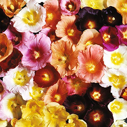 200 Semi di Rosa Hollyhock a Foglie di Figuier/Marshmallow/Fiore perenne