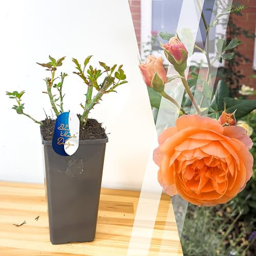 Mature Plant Orange Sunshine Shrub Rose in 2L Pot: Well-Developed Roots, Ideal for Outdoor Flowering Borders