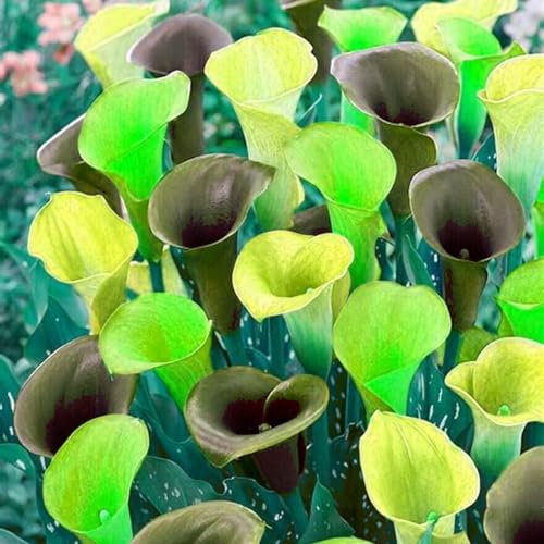 Calla Lily Bulbs for Planting Now UK,Garden Flowers,Hardy Perennial,Plant Bulbs,Iridescent,Cut Flowers,Wedding Flowers,Plant Bulbs,Flowering Rhizome,Strong Plants That Grow Well.-4bulbs-H