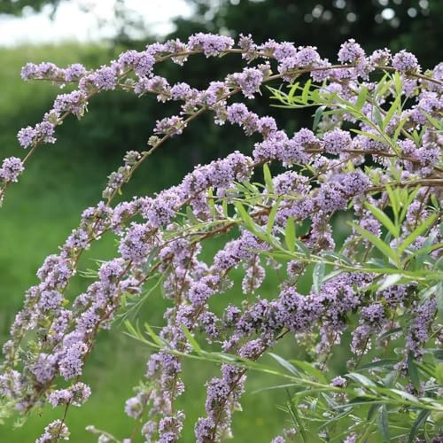 Buddleja, lillà estivo - Semi di selvatici biologici resistenti al freddo decorazioni per il soggiorno con primaverili arbusti e siepi a crescita balcone 55semi