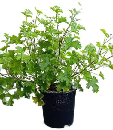 Geranio Antimosquitos para Balcones Belleza y Protección en una Sola Planta