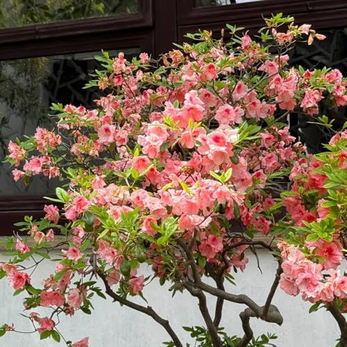 Semillas de azalea, Rododendro, semillas exóticas productos sostenibles Decoración de jardín para exteriores 600pcs