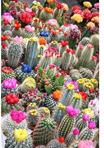 Diamond Painting Set,Kaktus Blume Diamant Painting Bilder 5D Erwachsene/Kinder Stickerei Kreuzstich Mosaik Gemälde DIY Diamant Malerei Kits Vollbohrer,für Home Wall Décor Square Drill,100x150cm