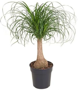 Beucarnea Recurvata Planta Natural Ideal para el Interior del Hogar