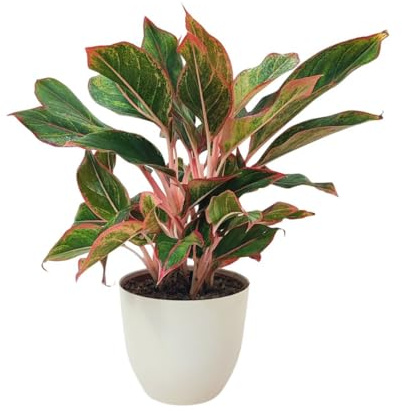 I GIARDINI DI GIULIA - Aglaonema ‘Sam Orlala’ Ø15 cm H.45 cm | Pianta da Interno Foglie Verde e Rosso Corallo | Facile Cura e Depurazione Ari (Vaso avorio)