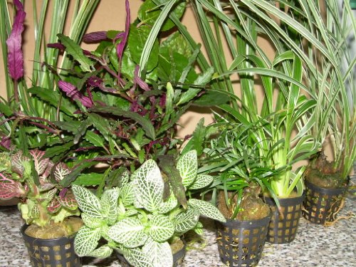 Mühlan Topartikel- 4 Töpfe Dekorpflanzen für Paludarium, Terrarium, Terrarienpflanzen