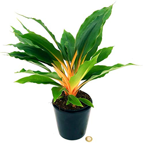 POWERS TO FLOWERS - CHLOROPHYTUM, CLOROFITO AMANIENSE, vaso 13cm, pianta vera