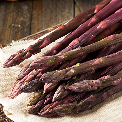 Asparagus Pacific Purple Crowns Bare Root Perennial Outdoor Salad Vegetable (25 Crowns)