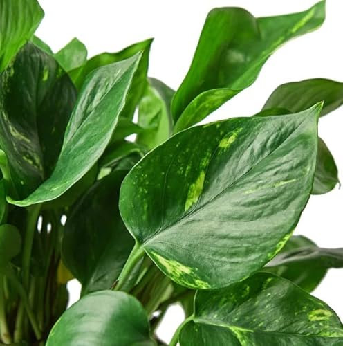 Pothos | DECOALIVE | Planta de Interior Natural | Epipremnum Aureum