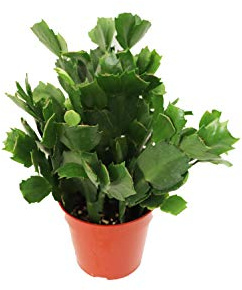White Holiday Cactus, Christmas and Thanksgiving Hybrid - 4'' from California Tropicals