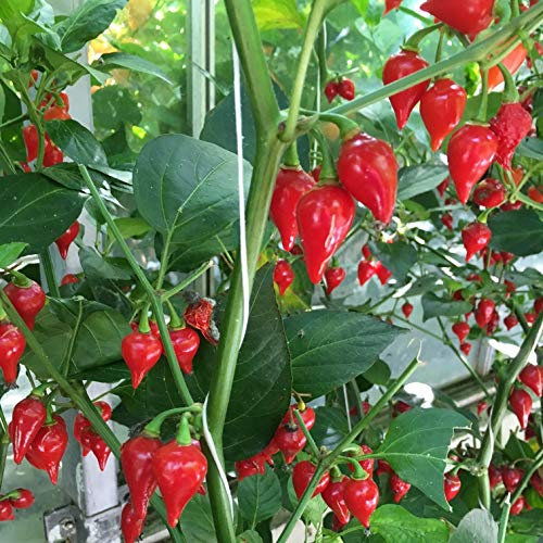JustSeed - Vegetable - Chilli Pepper - Biquinho Red - 15 Seed