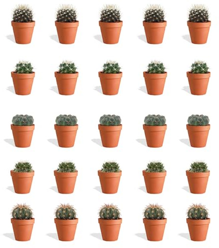 DutchLeafs Kugelkaktus Mix 20 Stück Verschiedene Mini-Kakteen im Ø 7 cm Terrakotta Blumentopf - Mammillaria Kaktus Kleine Pflanzen Sammlung Pflegeleichte Zimmerpflanzen - Höhe 8-15 cm