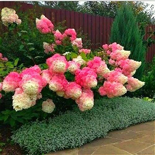 . Hydrangea 20PCS Misto Ortensia Fiori Giardino Pianta Viburnum macrocephalum Fort