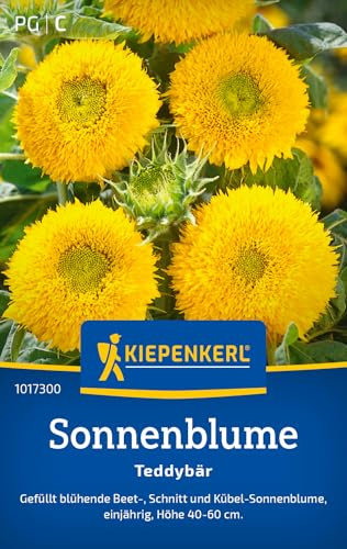 Kiepenkerl Sonnenblumensamen Teddybär 1017300 - Blumensamen für eine Beet-, Schnitt und Kübel-Sonnenblume mit Inhalt für 20 Pflanzen - Saatgut