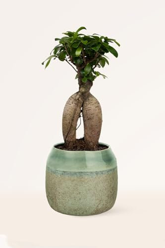 Ficus Ginseng Bonsái - Planta Natural - Interior - April Plants - Altura: 25-30 cm