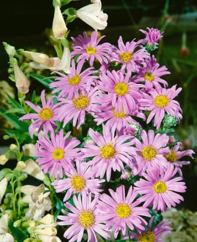 Aster amellus 'Rosa Erfüllung' ca. 9x9 cm Topf - Berg-Aster, rosa Blüten, Blütezeit August-Oktober, ideal für Rabatten, bienenfreundlich, pflegeleicht