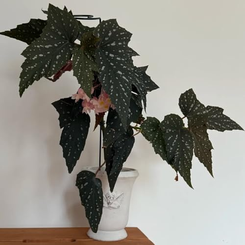begonia semillas de silvestres de sombra begonias balcón originales semillas tapizantes resistentes al invierno Decoraciones 420semillas