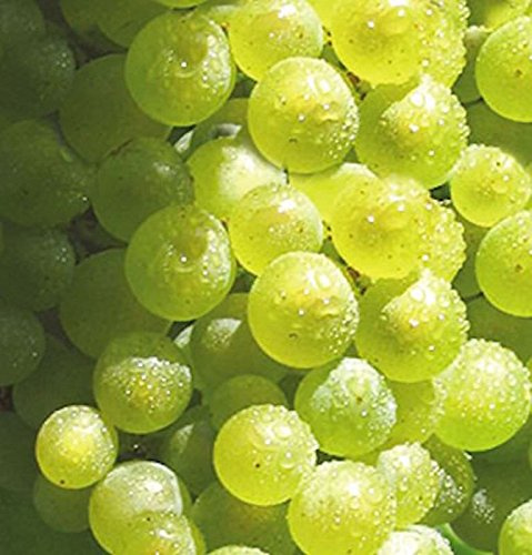 Weinrebe Solaris 80-100cm - Vitis - lebende Gartenpflanze aus den Baumschulen