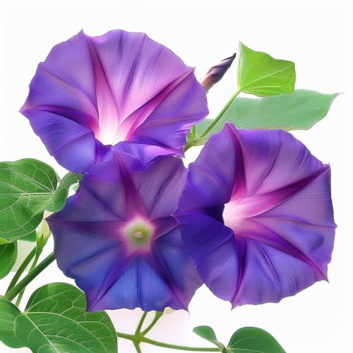 40 Graines d'Ipomée Pourpre