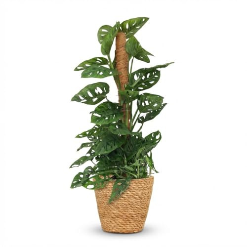 Monkey Mask - Monstera Andansonii Moss Stick - Grün - Pflegeleicht - mit Korb - 80-90cm - Ø19cm - Zimmerpflanze - Immergrün
