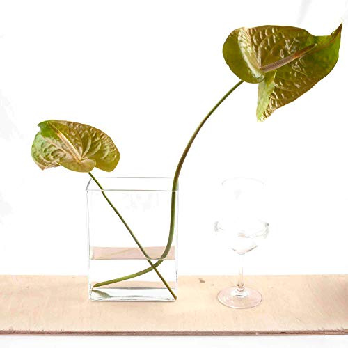 FranquiHogar - Florero Rectangular de Vidrio para Decoración y Cultivo Hidropónico - Hecho a Mano, Versátil en Uso, Disponible en 3 Tamaños, 2,5 L, Cristal Transparente