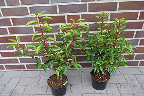 30st. Portugiesischer Kirschlorbeer 40-60cm im Topf Kirschlorbeer Prunus lusitanica 'Angustifolia' Lorbeer Gartenhecke Sichtschutz Heckenpflanzen