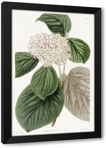 ArtDirect Quince-leaved Wayfaring-Tree (1815-1819) Custom Framed Art Print Giclee Print or Canvas Options with Various Sizes and Customization by Sydenham Edwards