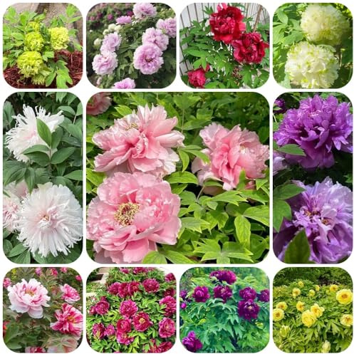 PfingstrosenZwiebeln - für sonnige plätze pfingstrosen kaufen balkongewächshäuser balkonpflanzen gartenpflanzen geschenke für gartenliebhaber bodendecker garten 9pcs