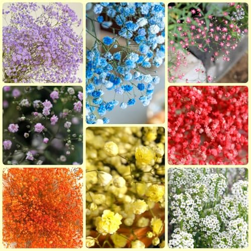 SchleierkrautSamen, winterharte für balkon Gypsophila Paniculata, gartenpflanzen exotische winterhart balkon 500pcs