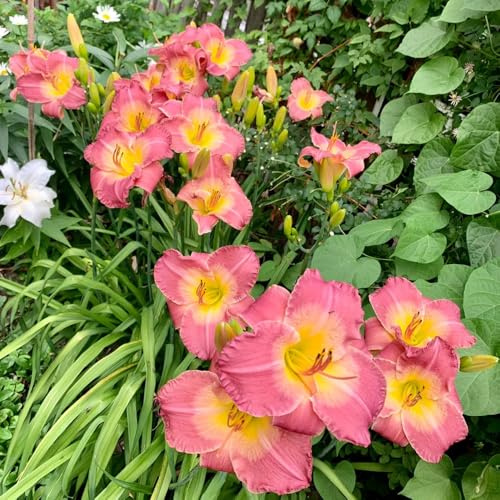 taglilien, balkon deko gartenblumen, zimmerpflanzen seltene steingartenpflanzen 800samen