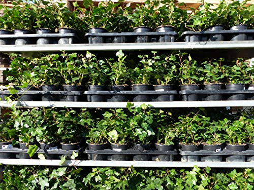 gruenwaren jakubik 50 Stück Efeu Hedera helix 20-35 cm Heckenpflanze winterhart Kletterpflanze Hecke Sichtschutz blickdicht