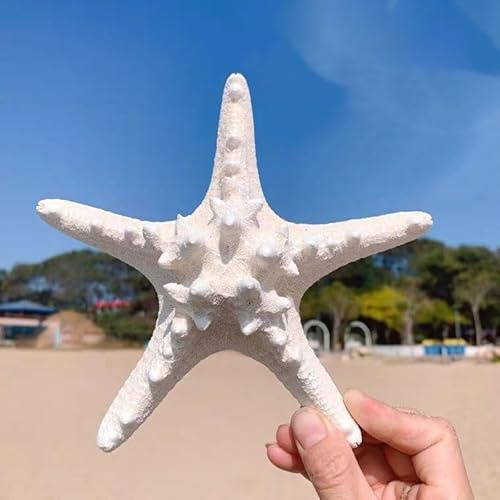 YZHZOM Estrella de mar grande, 13-15 cm, estrella de mar real natural, decoración de estrella de mar, conchas de estrella de estrella, estrellas de mar planas para manualidades de playa, decoración de