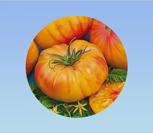 170 graines de Tomate Ananas