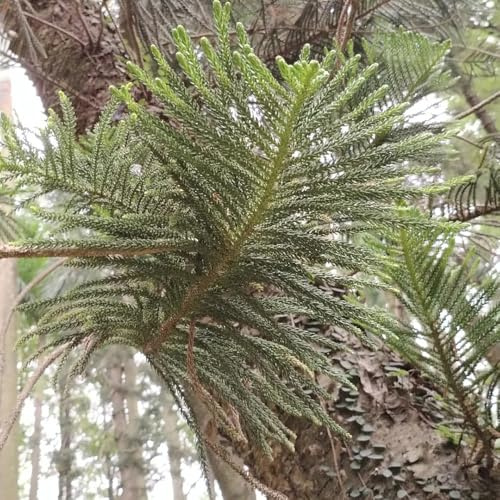 araucaria araucana - grünpflanzen kübelpflanzen winterhart mehrjährig gartenpflanze exotische zimmerpflanzen balkongarten stauden winterhart mehrjährig gartensamen baumsamen 90samen