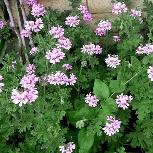 Semi di gerani profumati, resistenti per giardini rocciosi Geranio limone, resistenti raro esotico decorazioni giardino per esterni coltivazione di giardino 200pcs