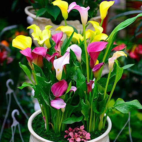 Bulbos de lirio de cala - Zantedeschia aethiopica - jardín perennes resistentes balcón 6pcs