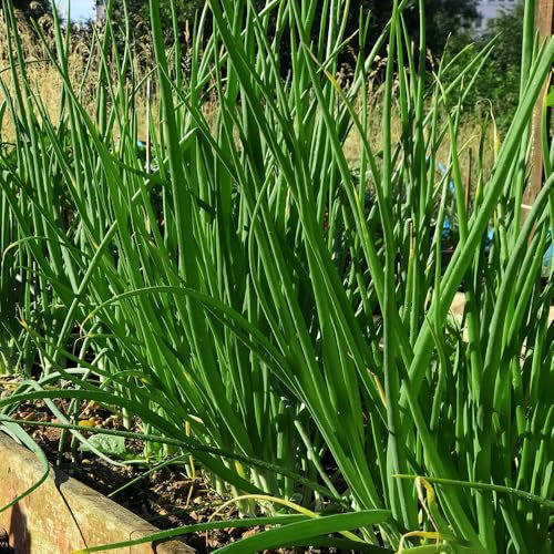Garlic Chives Seeds – for Culinary & Garden Use – Mild Garlic Flavour – Fresh Herbs All Year Round – for Your Kitchen Garden