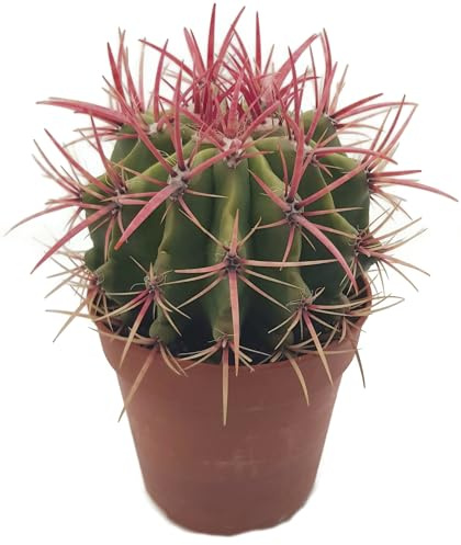 Fangblatt - Ferocactus stainesii - eindrucksvoller Kaktus mit pinken Dornen im Ø 13 cm Topf - pflegeleichte Zimmerpflanze - exotische Sukkulente