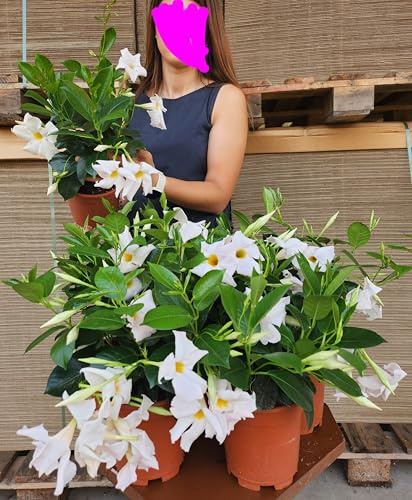 POWERS TO FLOWERS - DIPLADENIA BIANCA, VASO 14CM DIAMETRO, 2PIANTE, piante vere