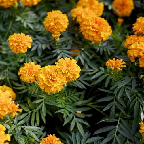 semi di tagete esotica giardino dei tempi riverdimento tetti resistenti resistenti 100pcs