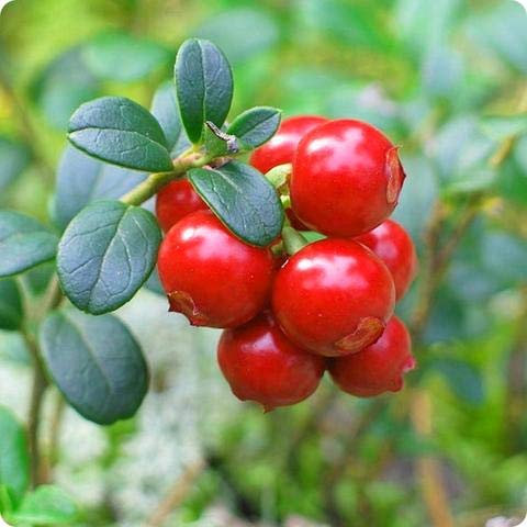 Mirtillo americano, Vaccinium macrocarpon, semi (commestibile, Hardy, Autunno Color) (150)