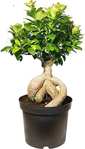 DECOALIVE Bonsái Natural Ficus Ginseng Planta para Decorar el Hogar